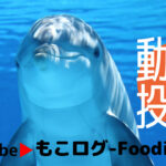 Youtubeで『もこログ-Foodie』動画投稿を始めたら、結構楽しい